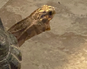 photo of red-footed tortoise with open mouth