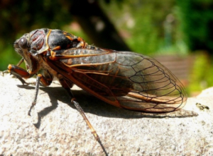 photo of Brood X Cicada