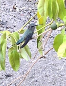 photo of blue hummingbird