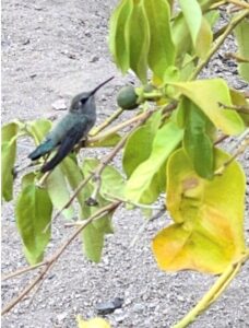 photo of female blue-throated mountain gem hummer