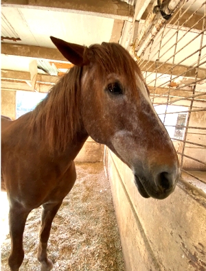 photo of horse, Simby