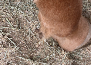 photo ergot protuberance on horse fetlock