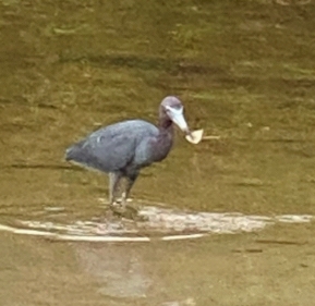 blue heron with oyster