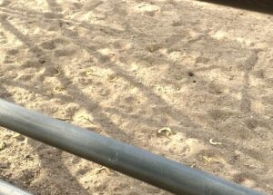 mesquite tree seed pods in horse corral