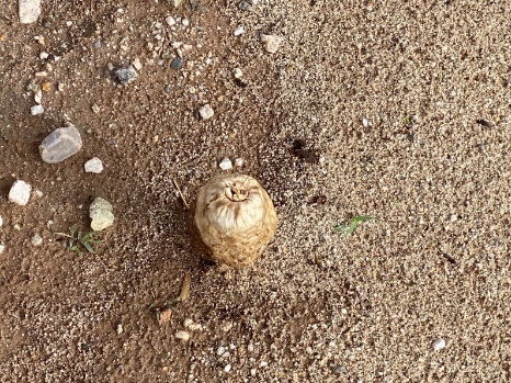Mushrooms in the Desert? I Have Pictures!
