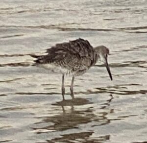 Sandpiper in water