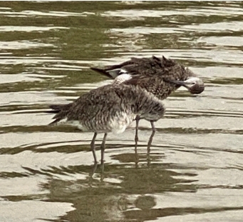 two sandpipers in ocean