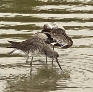 Two sandpipers in ocean