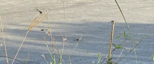 photo of dragonflies around the beach