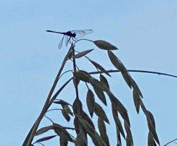 photo of dragonfly on plant