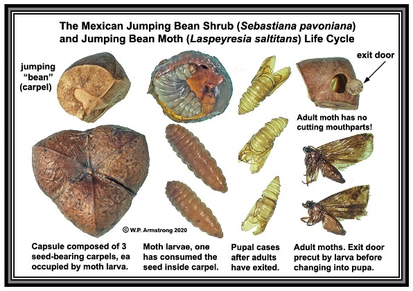image of mex jumping bean stages