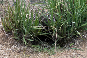 The entrance to a small desert tortoise den is visible beneath a succulent plant.