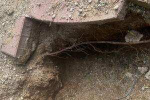The entrance to a large den is visible beneath the broken edge of a house foundation.