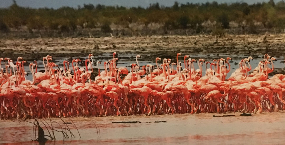 A group of pink flamingoes wading in shallow water.
