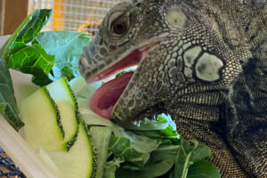 A green iguana munches on fresh vegetables