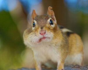 A chipmunk with it's cheeks full of food staring at camera.