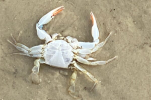 The exoskeleton of a crab lying in the sand.