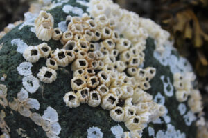White barnacles clinging to a rock.