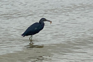 A blue heron wading in shallow water with fresh caught food in its beak.