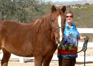 A chestnut horse with a white stripe running down it's head, Elaine leads it on a rope in the pasture.