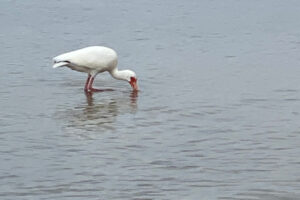 An ibis searching for breakfast in shallow ocean water.