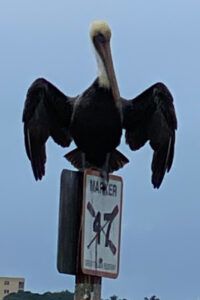 A pelican with wings halfway stretched out, sitting on a sign that reads "marker 47."