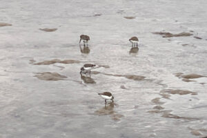 Sanderlings searching for food in shallow water.