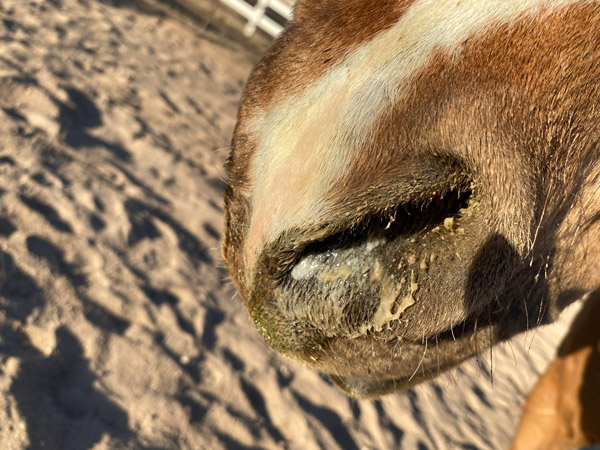 Mucus covering the nostril of a tan horse.