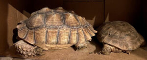 Elaine's two tortoises snuggled near each other in a box.