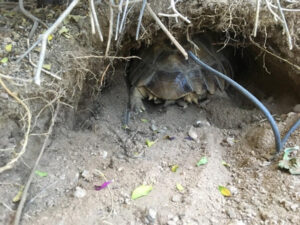 A tortoise digging a den. Their back end is visible as they dig.