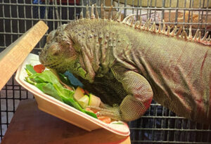 Calliope the iguana eating her salad. Her front feet are on the edge of her dish. 