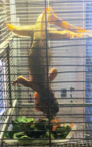 Chile the iguana eat his salad. He is hanging upside down in his cage while eating. 
