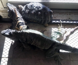 Krinkle the Igauna sunning himself with a tortoise and another iguana. 