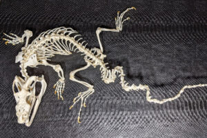Krinkle's skeleton. His spine is curved and his tail is fused in a zig zag shape. 