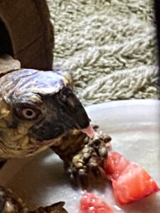 Trevor the tortoise enjoying a strawberry.