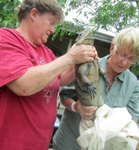 Elaine gripping a wild igauna as another person wraps it in canvas cloth. 