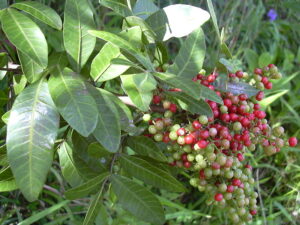 Round, red berries growing in a bunch surrounded by green leaves.