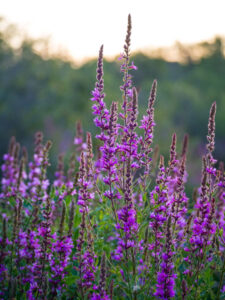 A field full of beautiful, but invasive Purple Loosestrife.