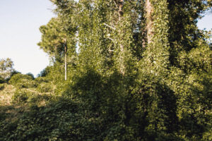 Kudzu vines covering the ground and trees.