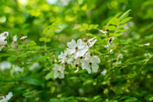 Delicate white flowers of the multiflora rose. 