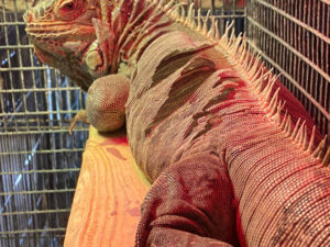 AN iguana with striped shadows on her side created by her shedding skin.