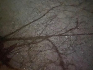 An eerie shadow of a bare branches on asphalt.
