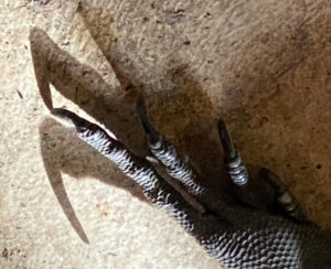 The claw of an iguana, the shadow exaggerates the hook and sharpness of the nails. 