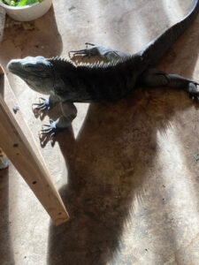 An iguana with a shadow that is twice its size with exaggerated spines.