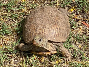 Ela the sonoran box turtle, her tongue is sticking out and she is posing on grass outside.