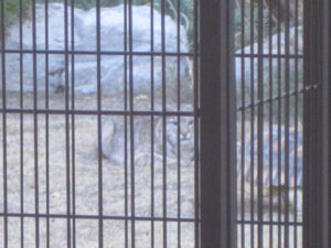 A bobcat leers at an oncoming tortoise, the image is distorted by a screen door.