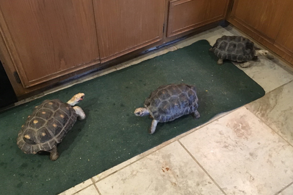 Three of Elaine's tortoises crowding together on her kitchen floor.