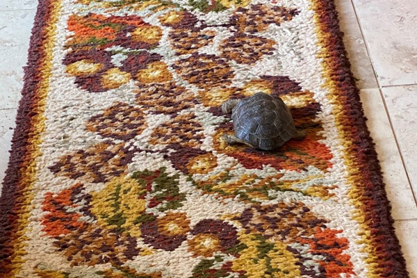 A tortoise blends in with the pattern on a muted tone rug.