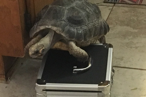 A tortoise climbing over a large black case that was set on the floor.