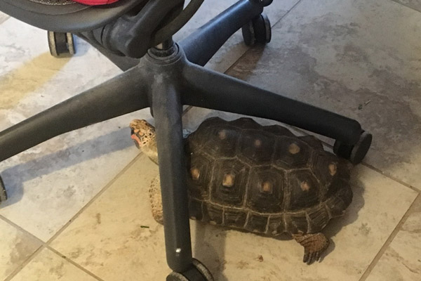 A tortoise wedged himself under an office chair to push it out of the way.